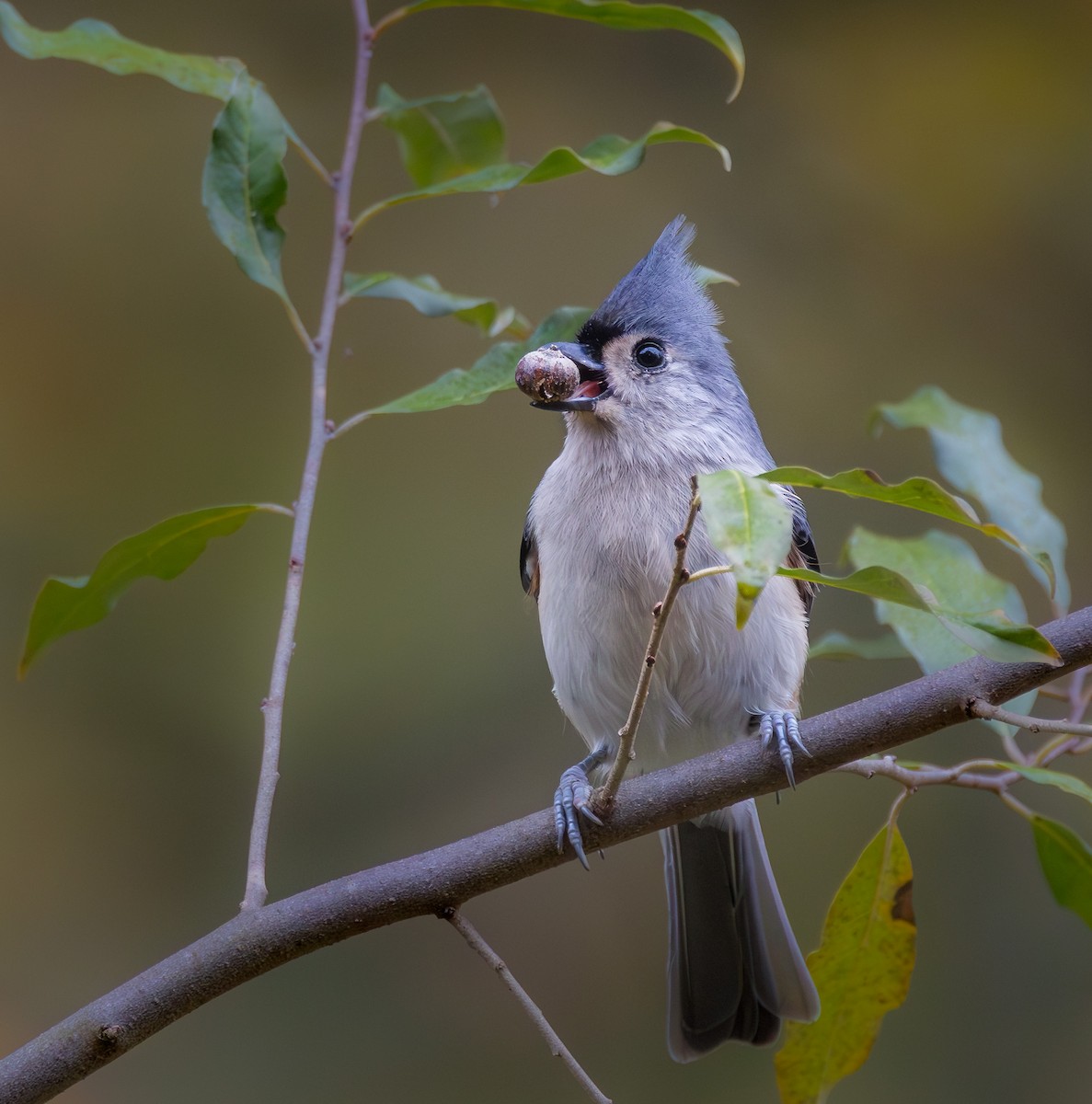 Tufted Titmouse - ML643565515
