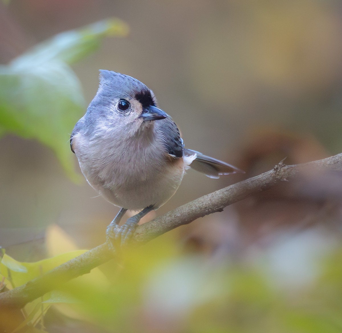 Tufted Titmouse - ML643565516