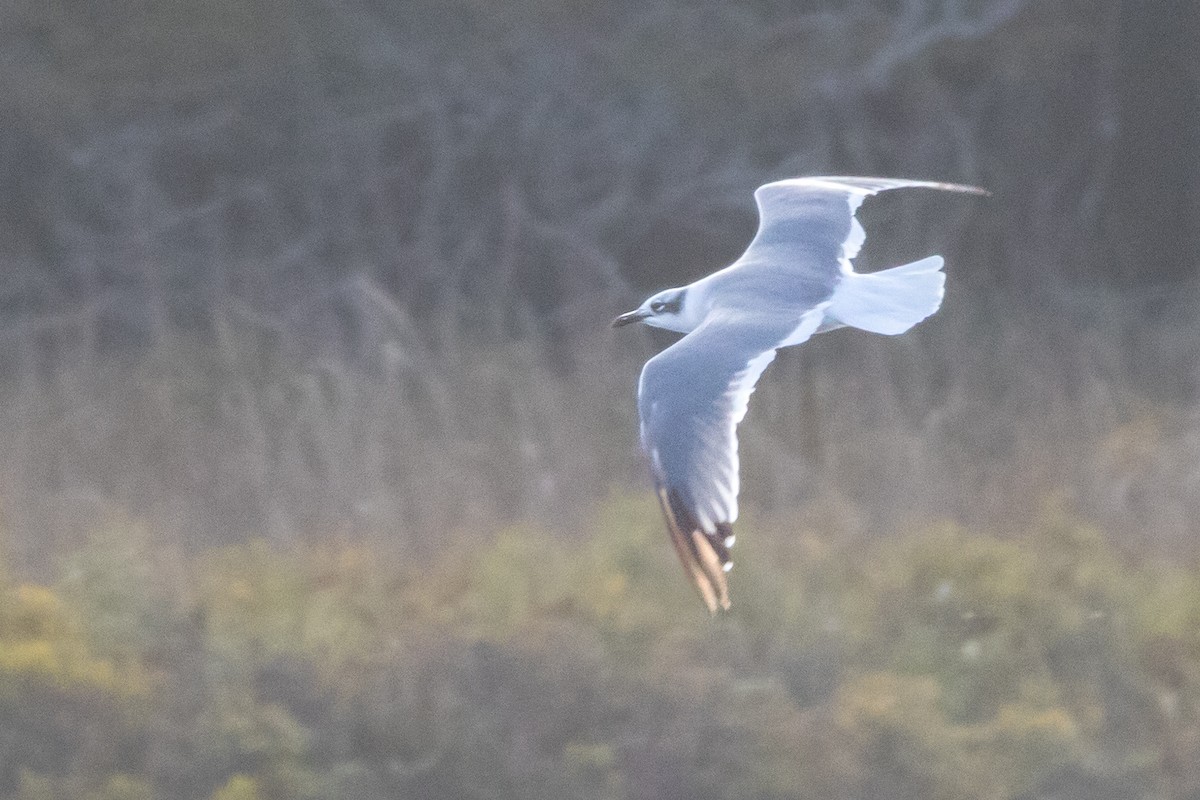 Laughing Gull - ML643565519