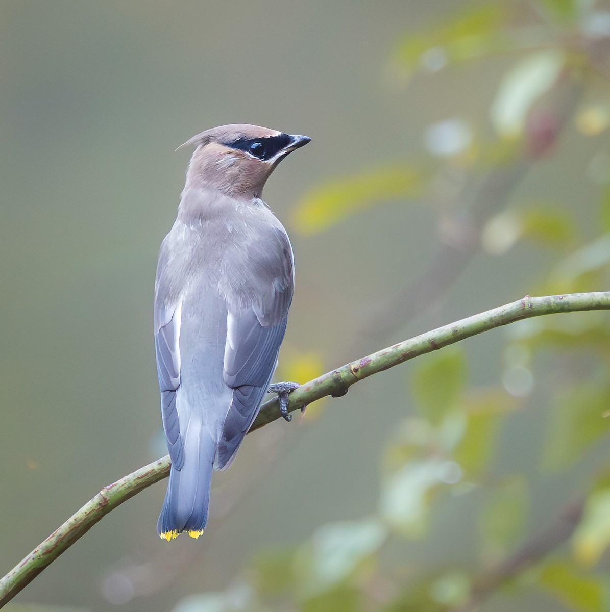 Cedar Waxwing - ML643565523