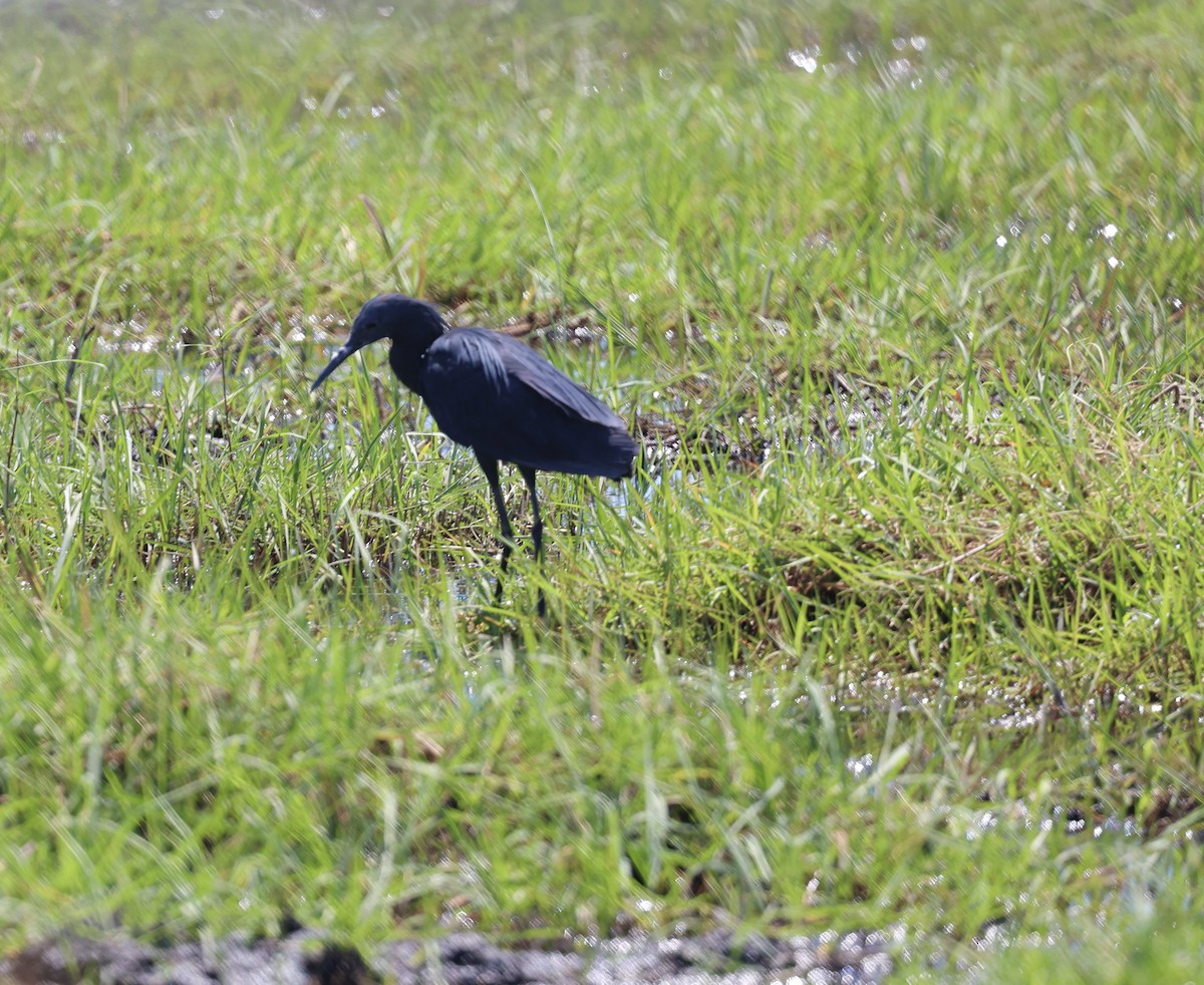 Black Heron - ML643565530