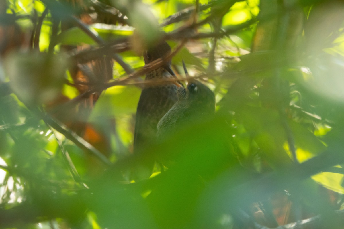 Green-backed Firecrown - ML643565562