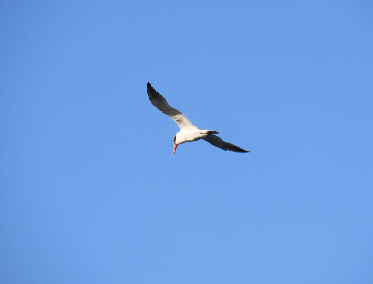 Caspian Tern - ML643565563