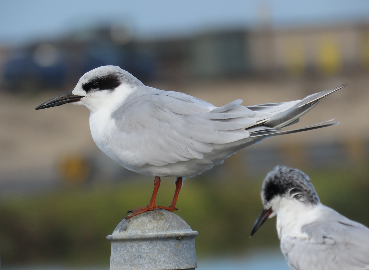 Forster's Tern - ML643565566