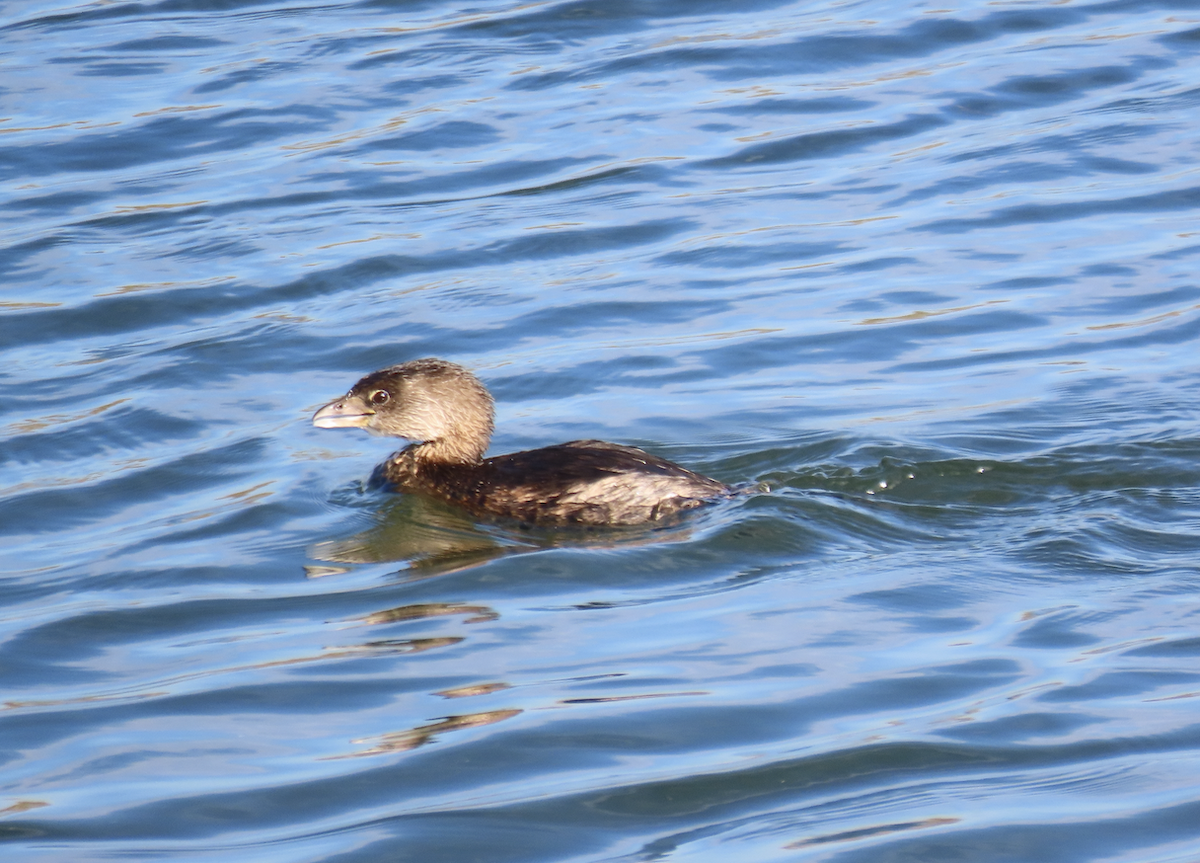 Pied-billed Grebe - ML643565581