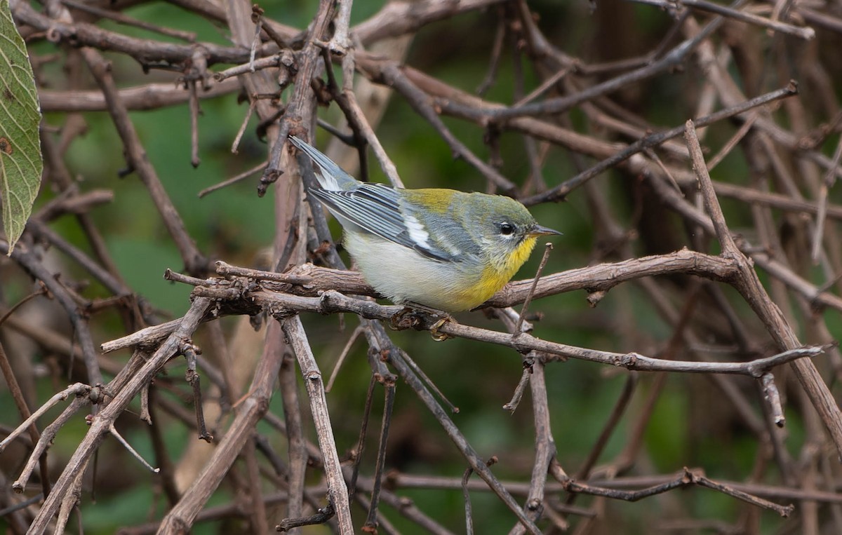 Northern Parula - ML643565585