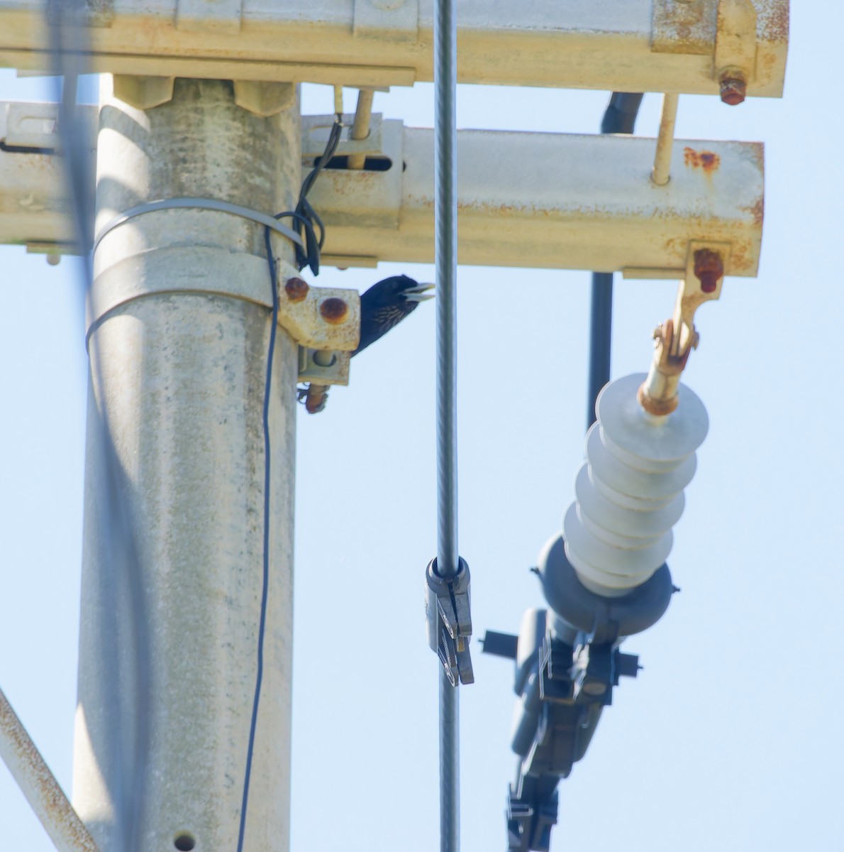 Lidth's Jay - ML643565592