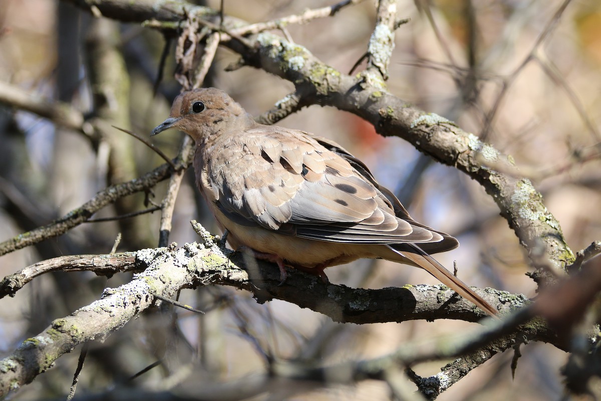 Mourning Dove - ML643565594