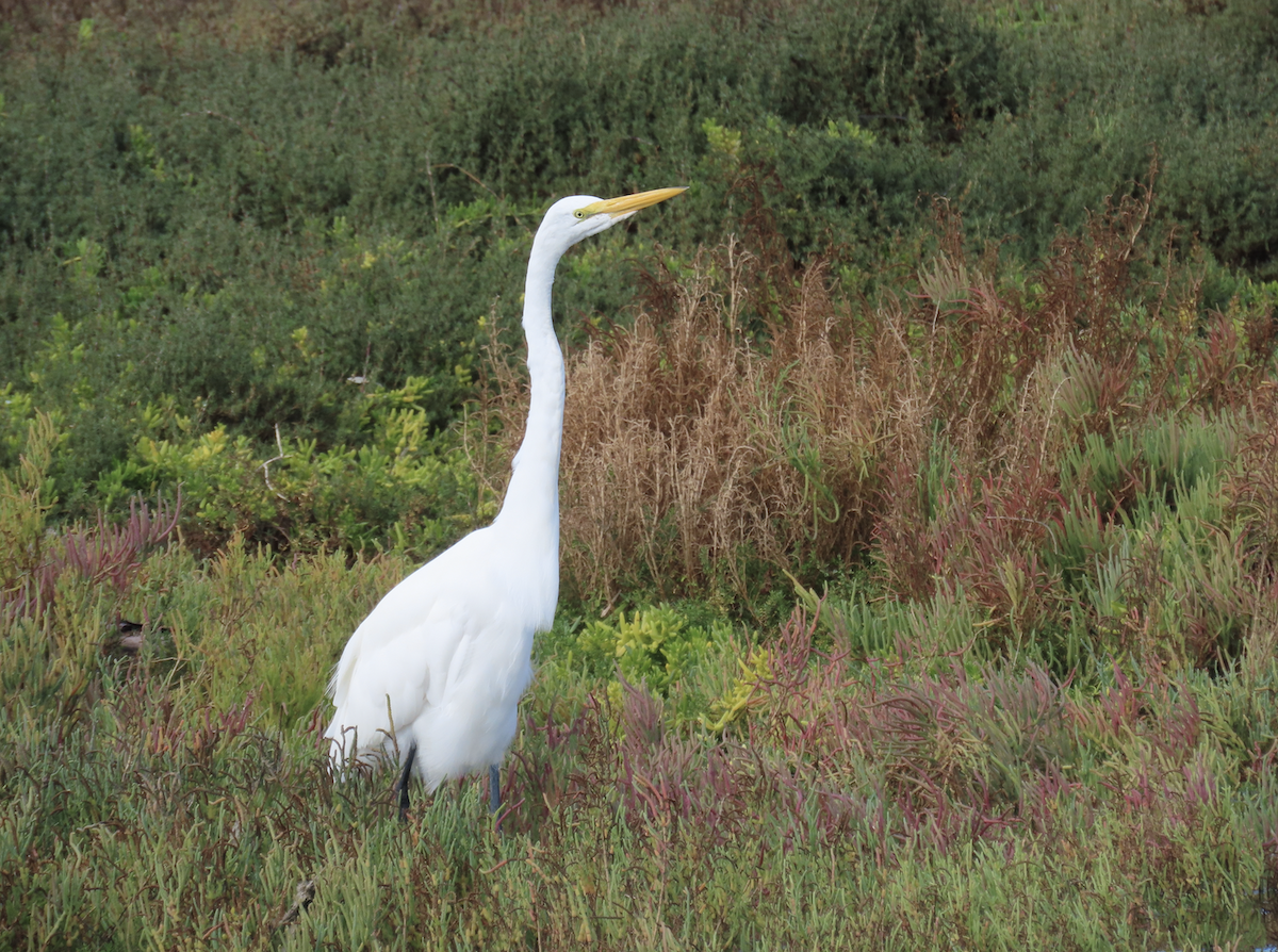 Great Egret - ML643565599