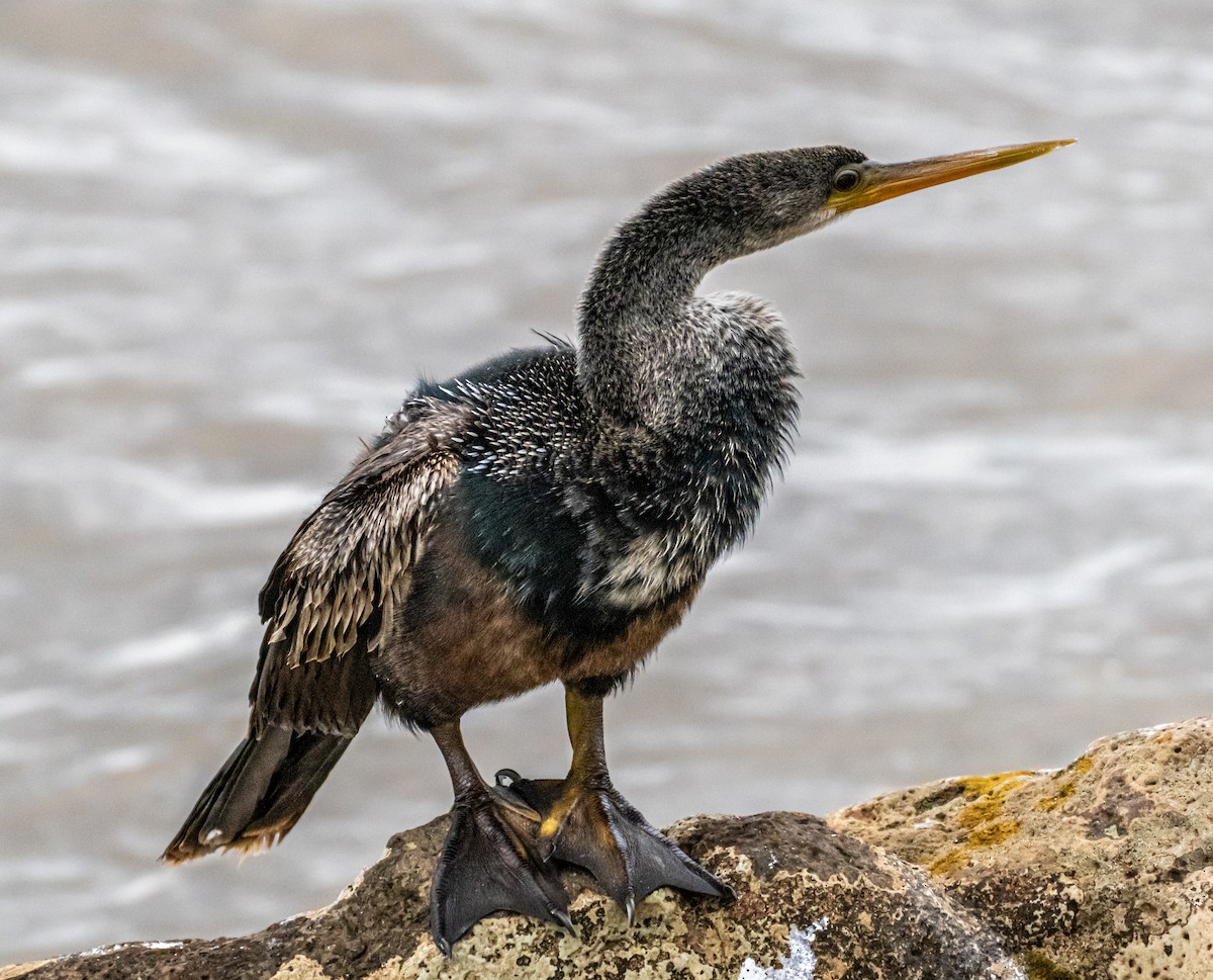 Anhinga - ML643565603