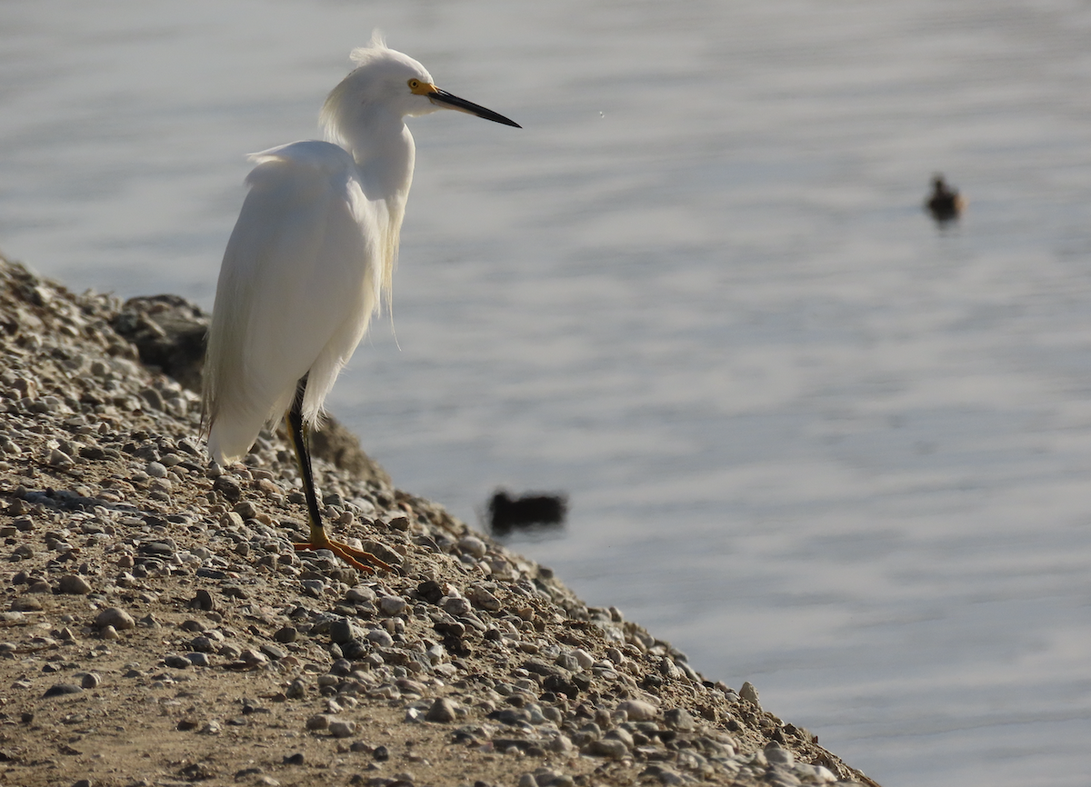 Snowy Egret - ML643565604