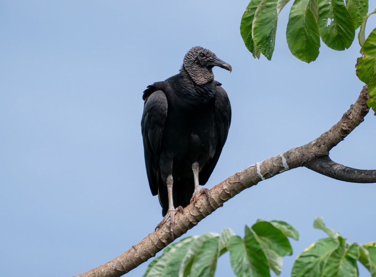 Black Vulture - ML643565611
