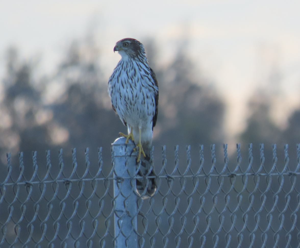 Cooper's Hawk - ML643565615