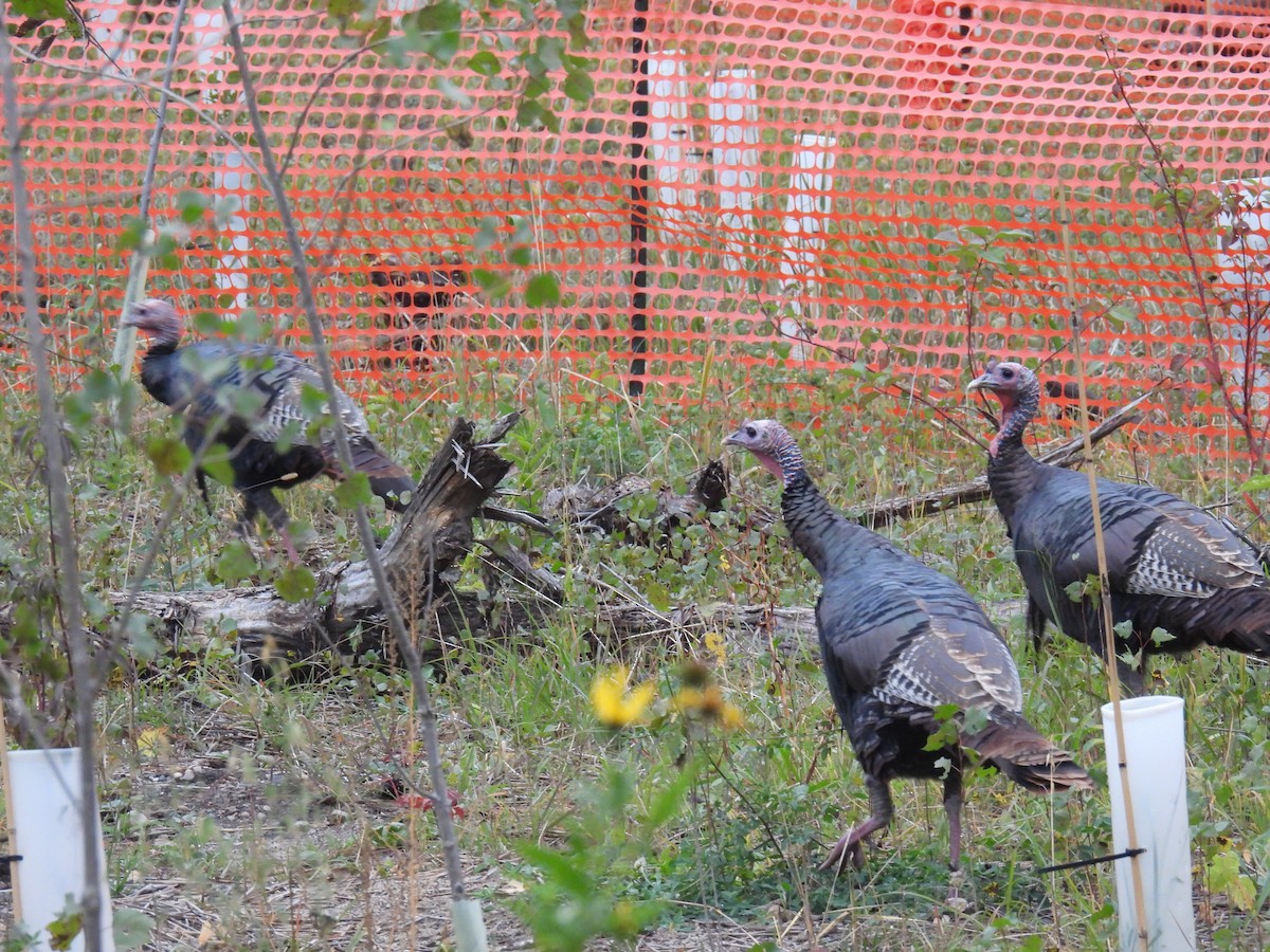 Guajolote Gallipavo - ML643565622