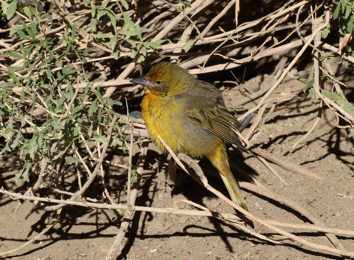 Hepatic Tanager - ML643565624