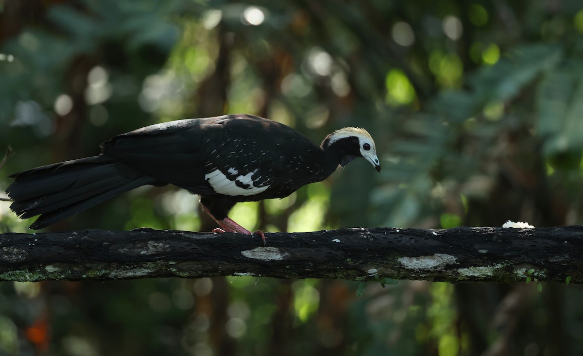 Blue-throated Piping-Guan - ML643565627