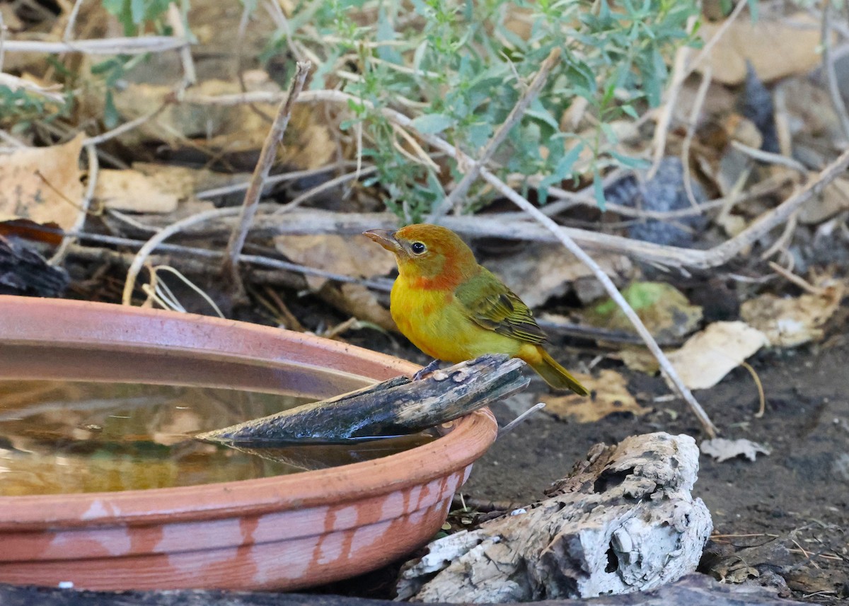 Summer Tanager - ML643565637