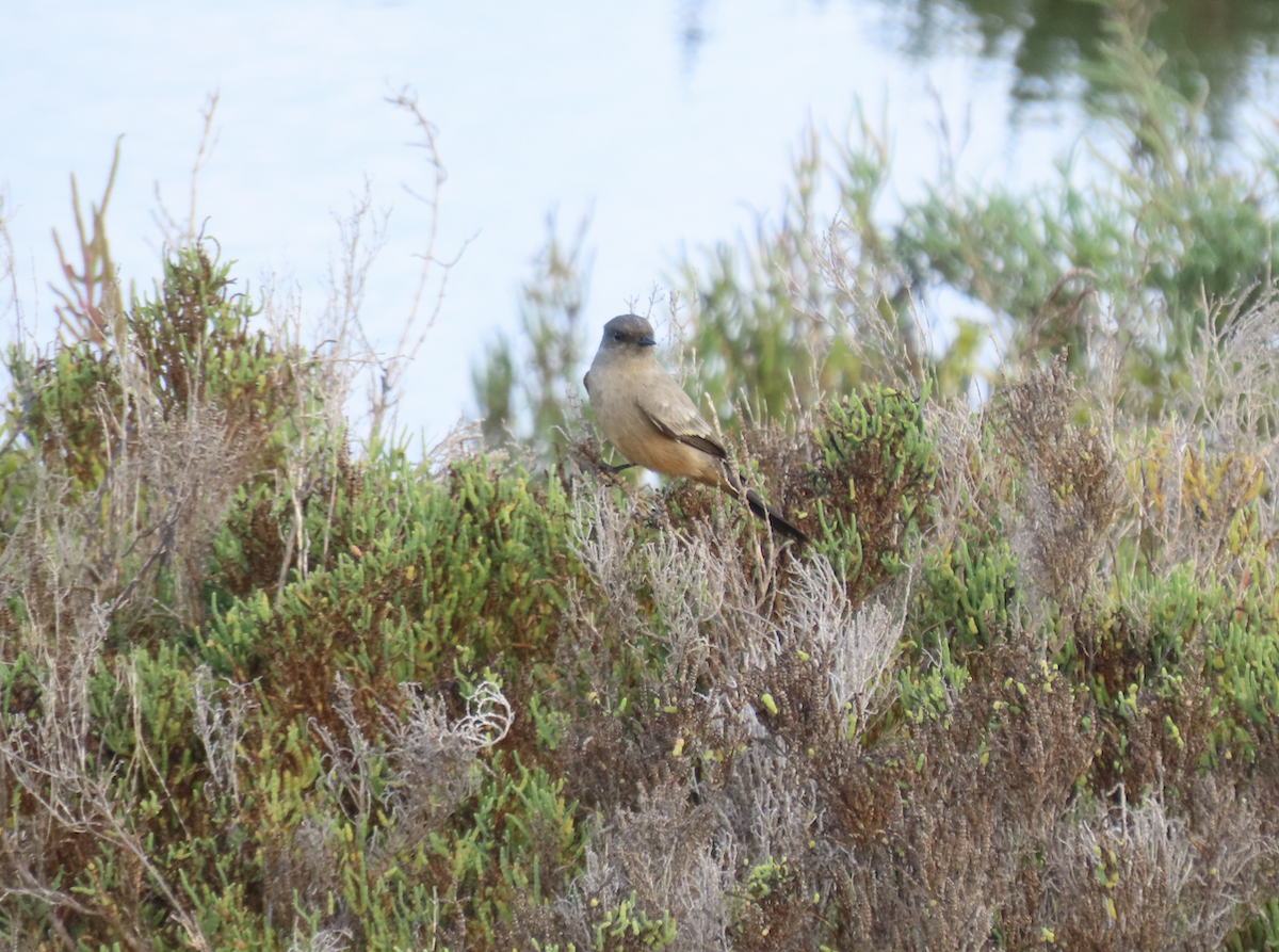 Say's Phoebe - ML643565639