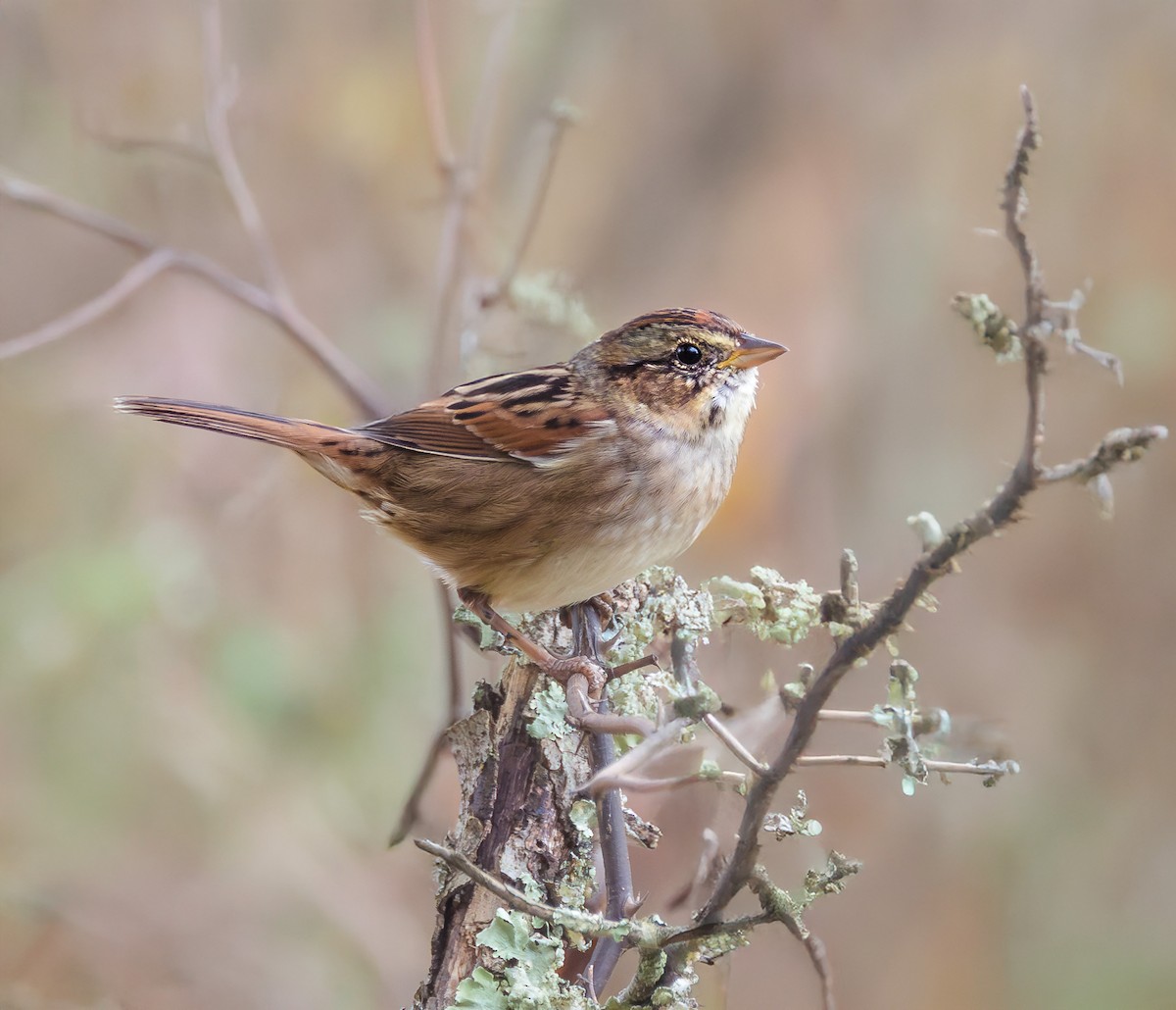 Swamp Sparrow - ML643565644