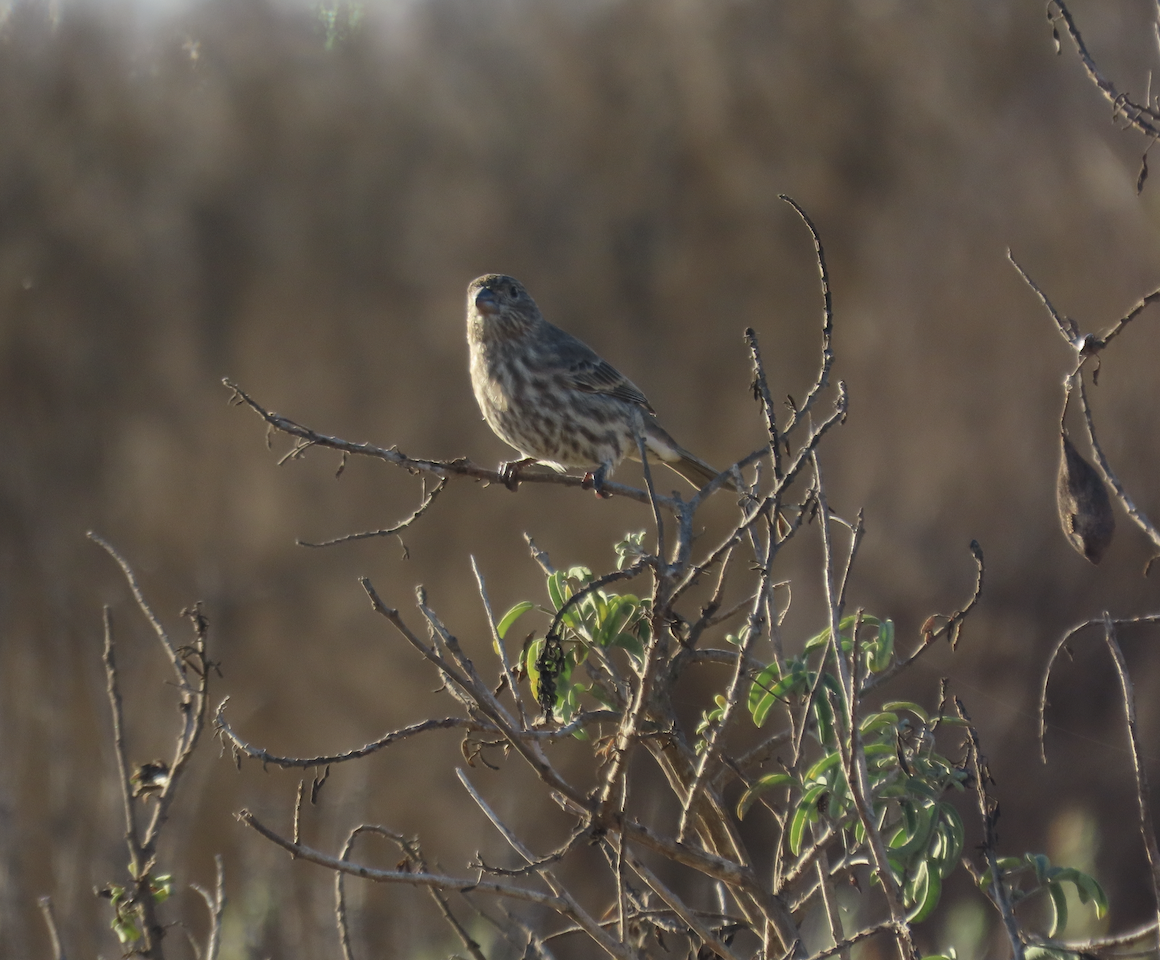 House Finch - ML643565649