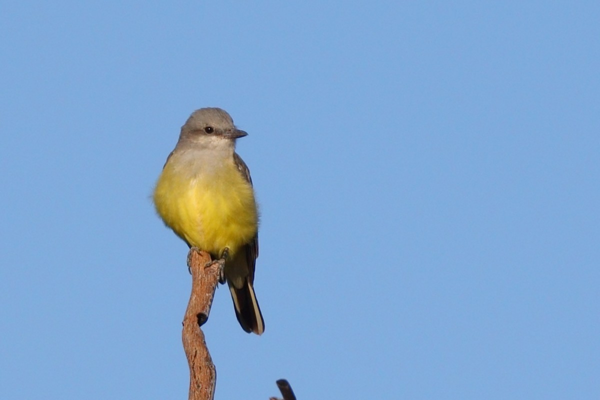 Western Kingbird - ML643565650
