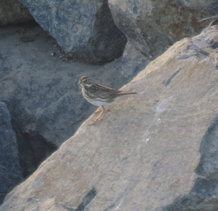 Savannah Sparrow - ML643565661