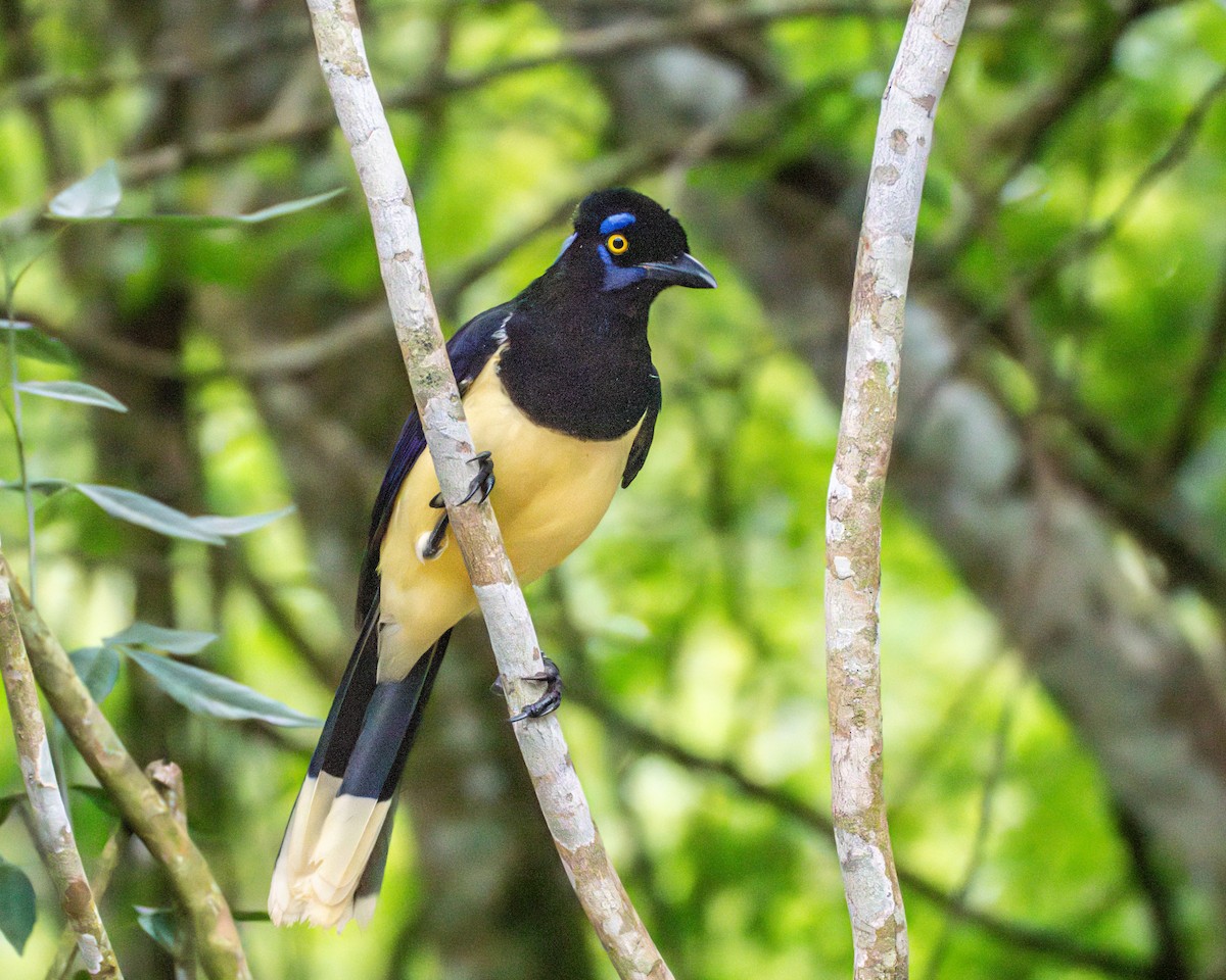 Plush-crested Jay - ML643565663