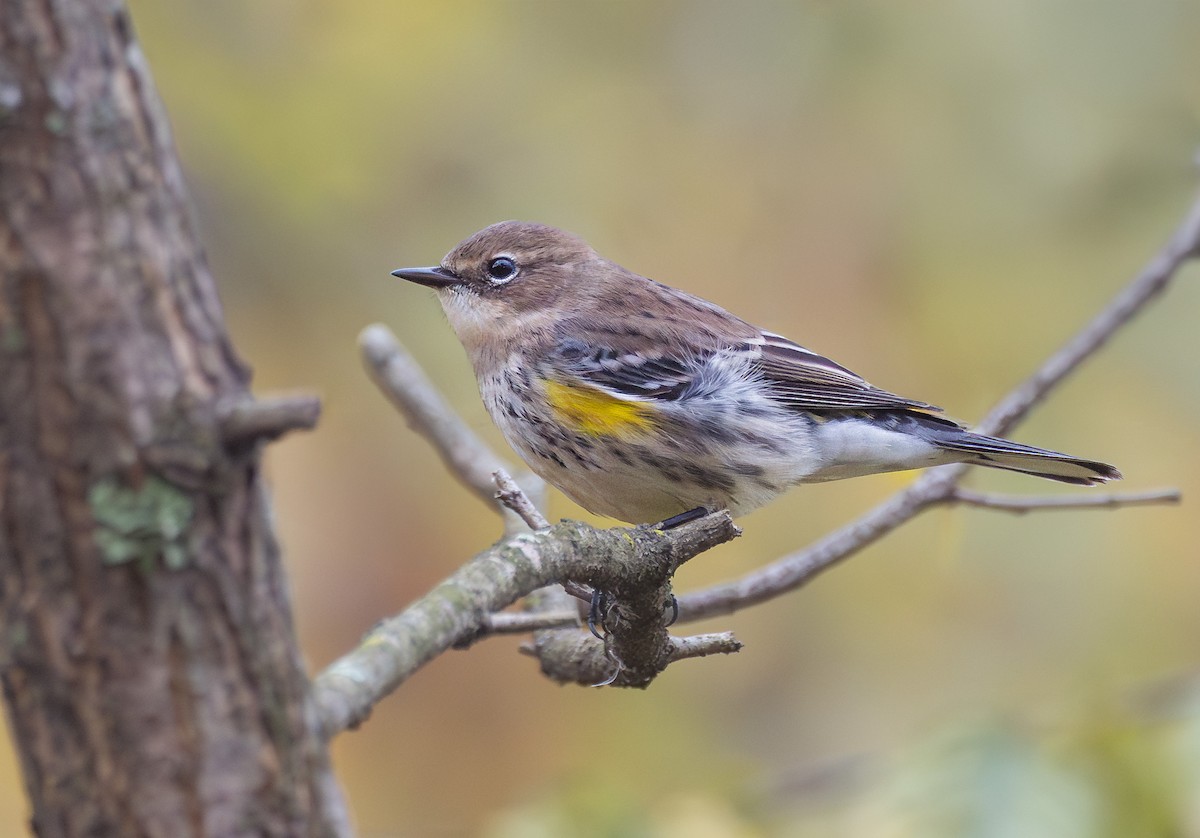 Yellow-rumped Warbler - ML643565665