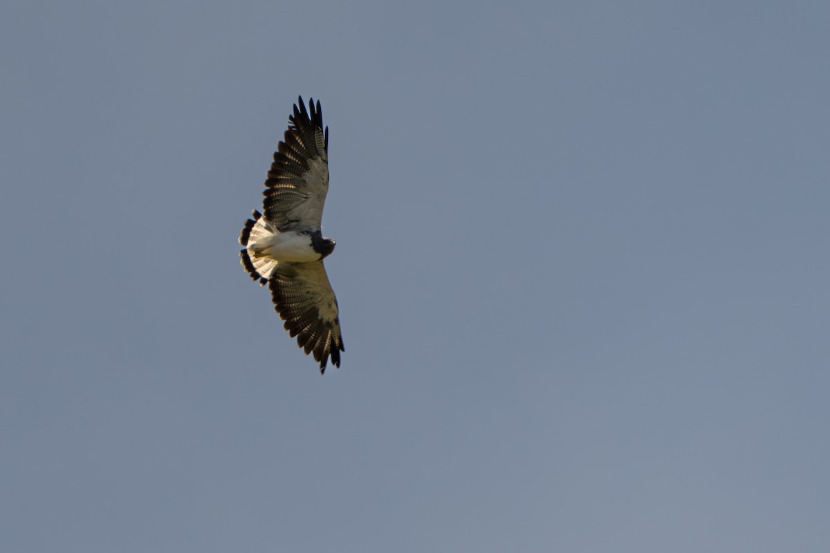 White-tailed Hawk - ML643565667