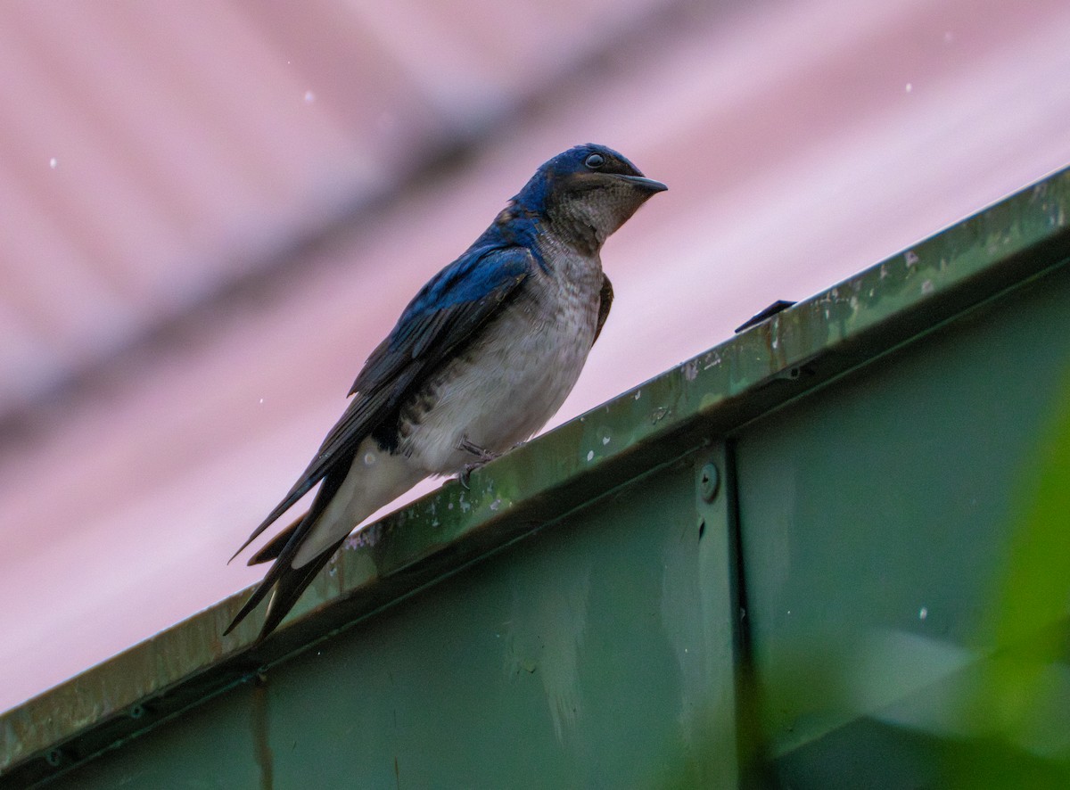 Gray-breasted Martin - ML643565669