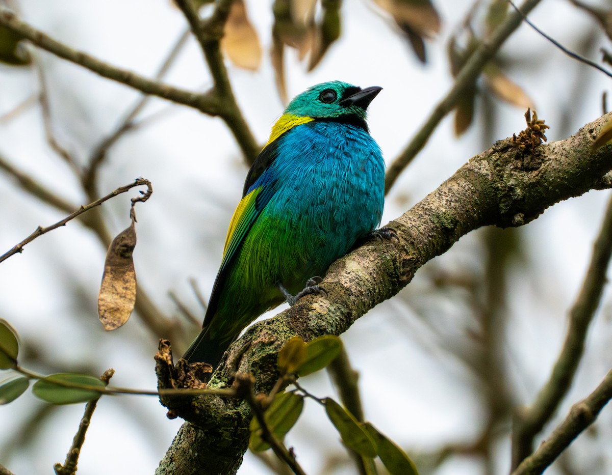 Green-headed Tanager - ML643565674