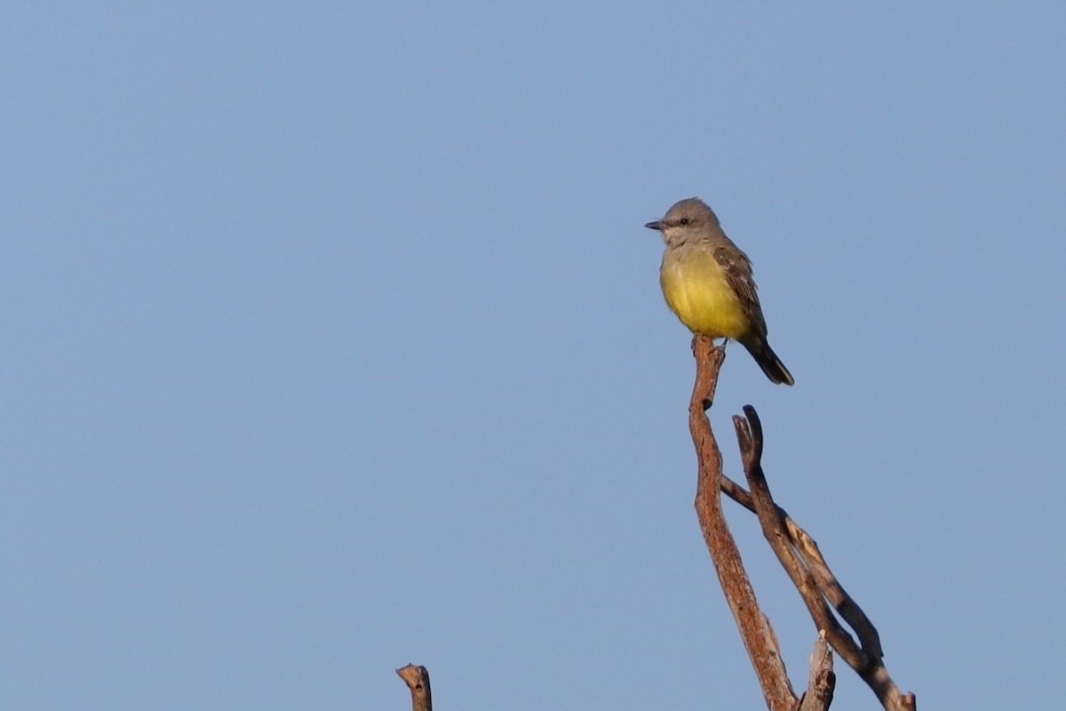 Western Kingbird - ML643565675