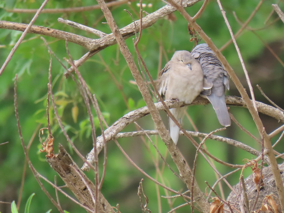 Picui Ground Dove - ML643565676
