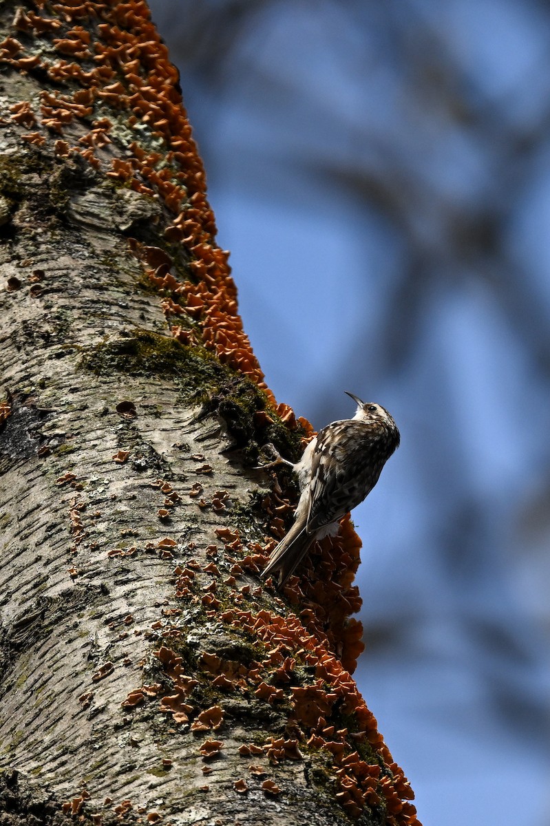 Brown Creeper - ML643565686