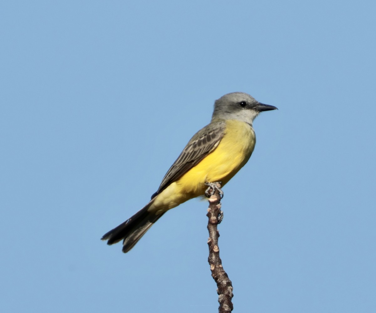 Couch's Kingbird - ML643565696