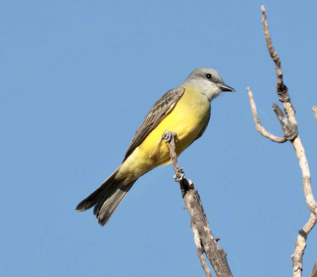 Couch's Kingbird - ML643565697