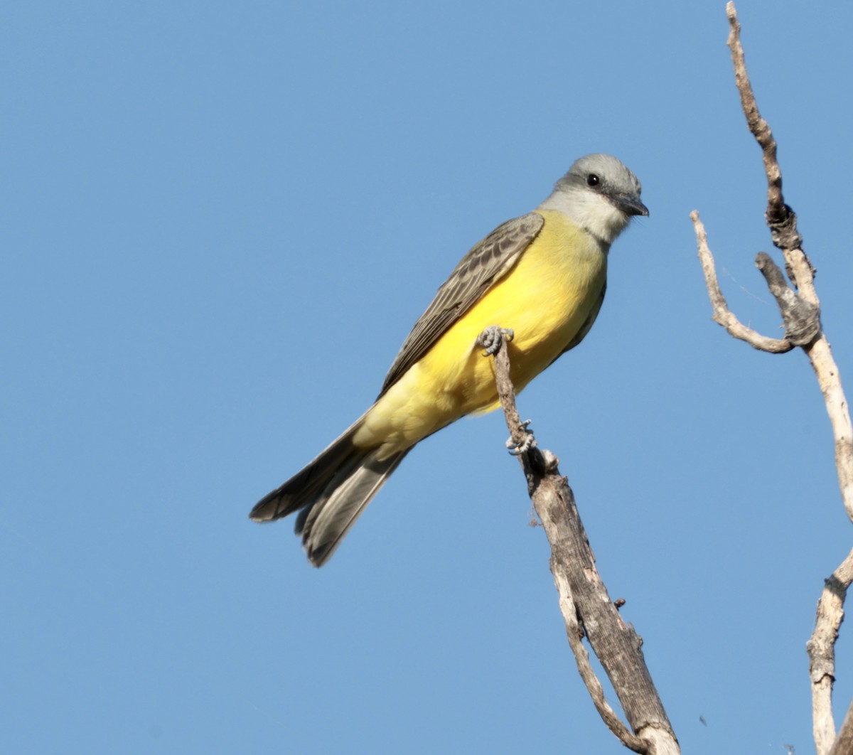 Couch's Kingbird - ML643565699