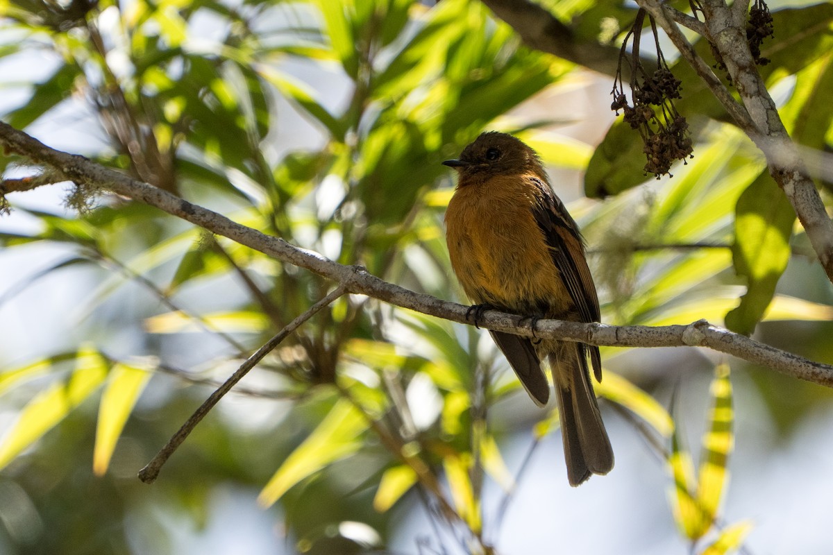 Cinnamon Flycatcher - ML643565703