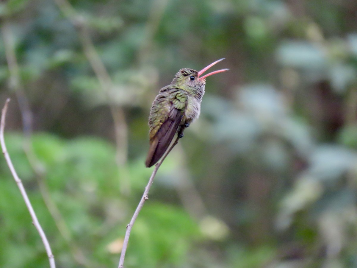 Gilded Hummingbird - ML643565717