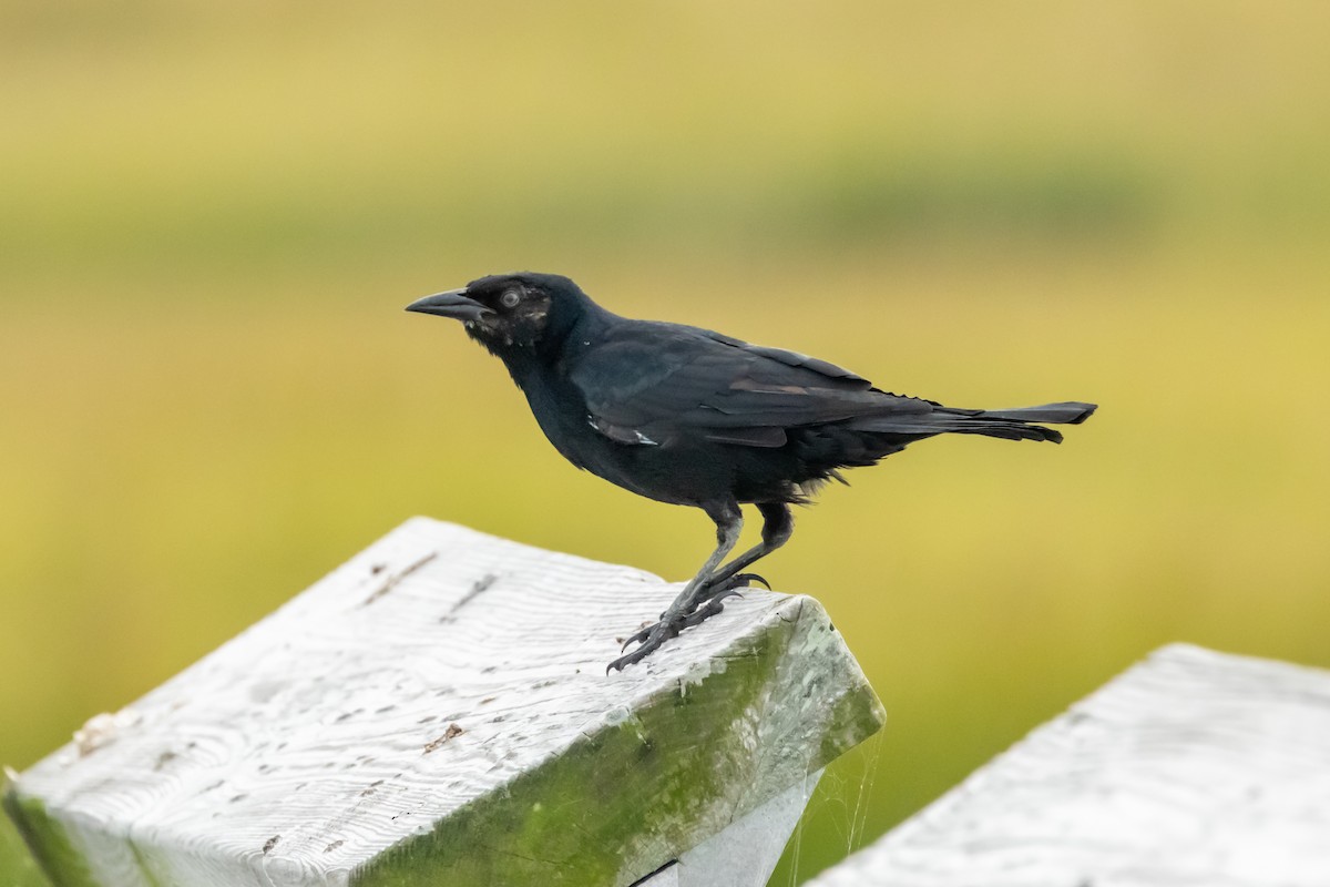 Common Grackle - ML643565719