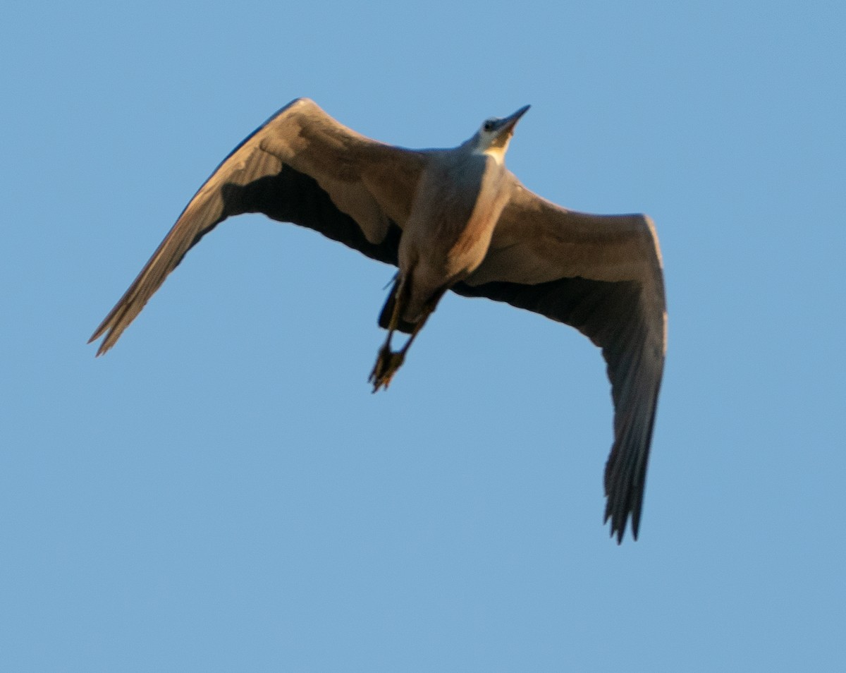白臉鷺 - ML643565726