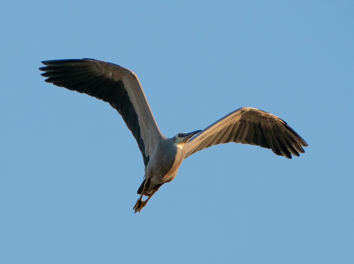 白臉鷺 - ML643565727