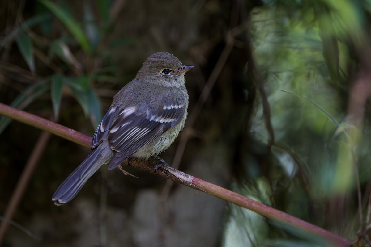 Mountain Elaenia - ML643565744