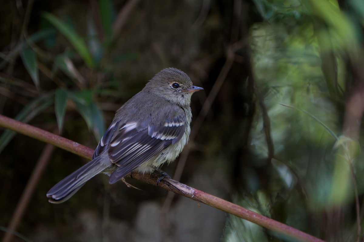 Mountain Elaenia - ML643565745