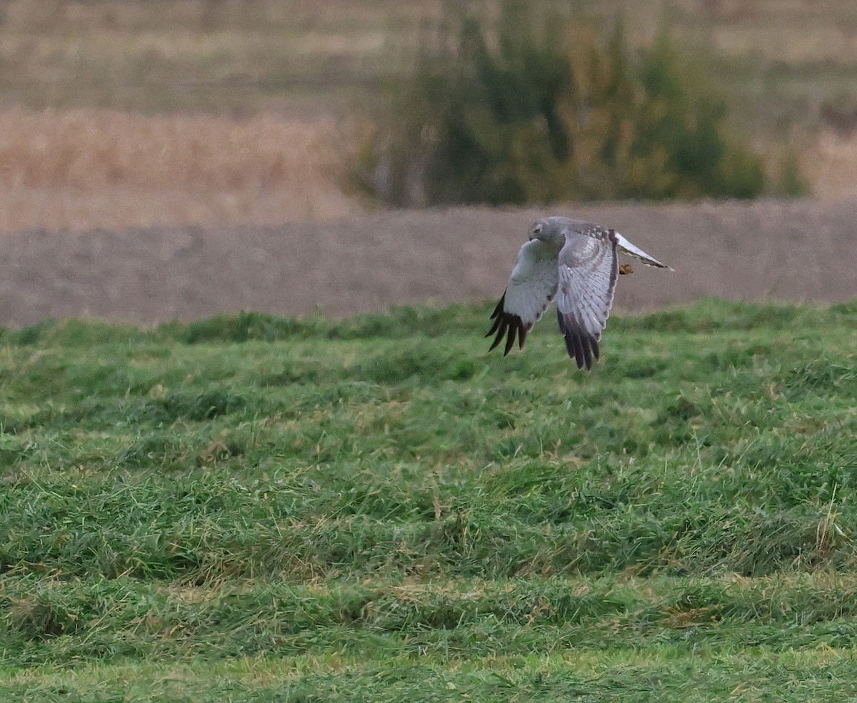 Northern Harrier - ML643565750