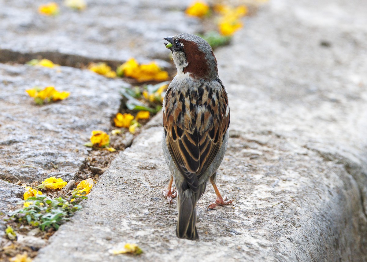 House Sparrow - ML643565753