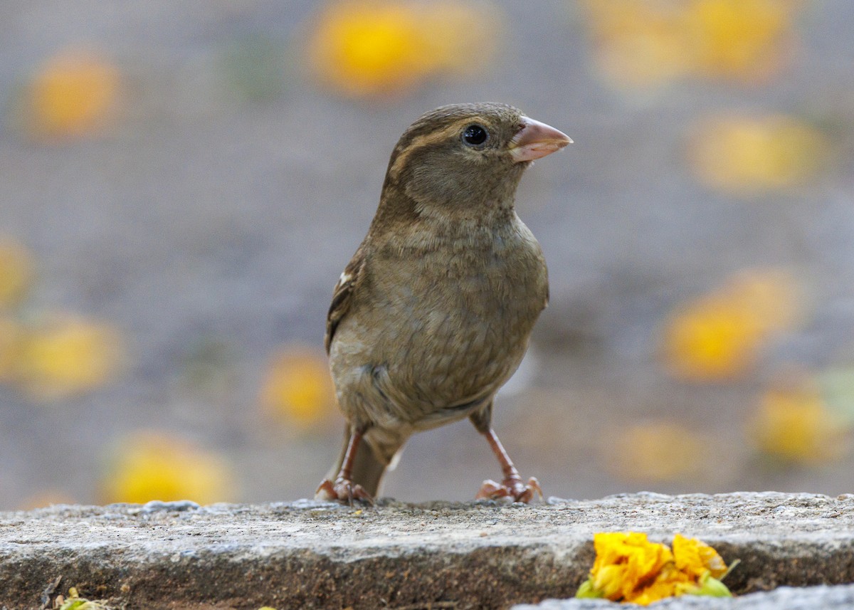 House Sparrow - ML643565754