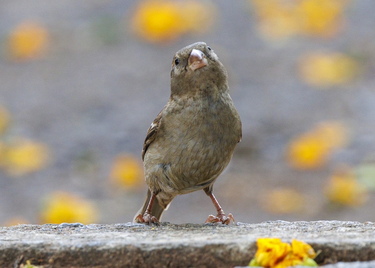 House Sparrow - ML643565755