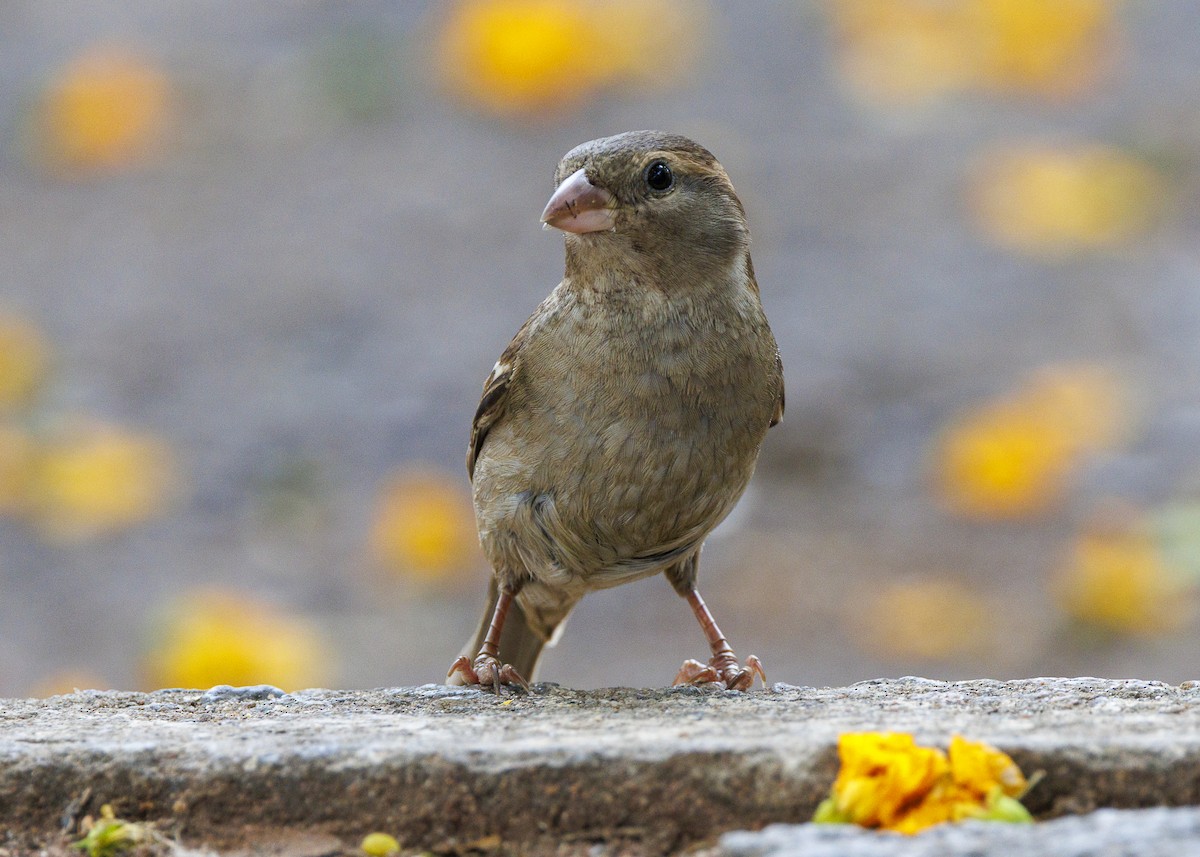 House Sparrow - ML643565756