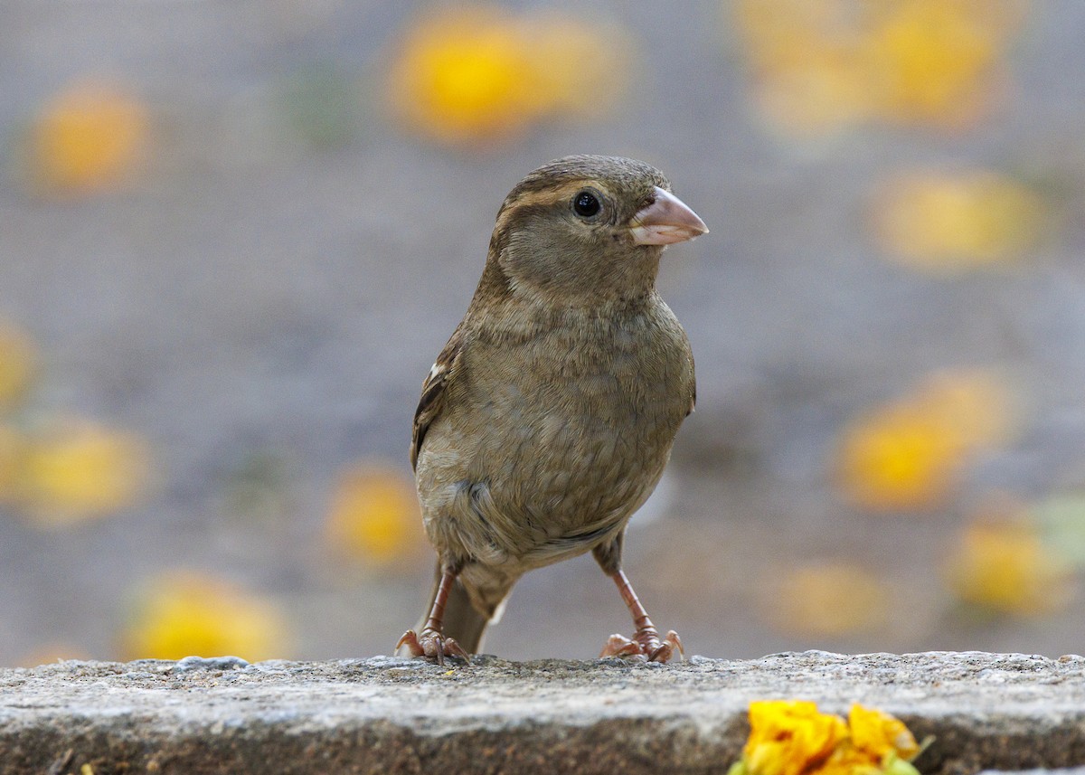 House Sparrow - ML643565757